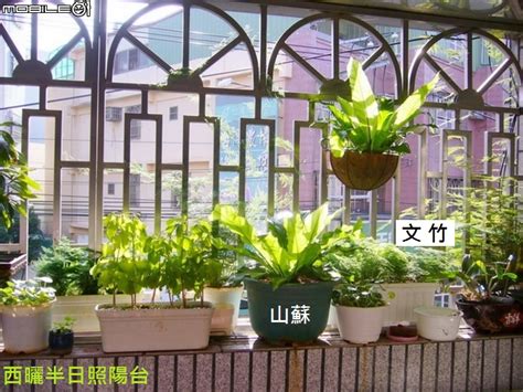 適合西曬陽台的植物|【西曬陽台 植物】在西曬陽台上也能生機勃勃！15 種。